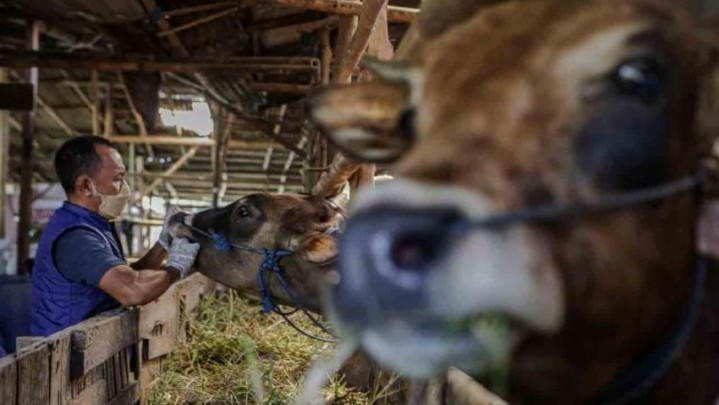 Berikut Perkembangan Terbaru Kasus PMK Ternak di Riau Berikut Perkembangan Terbaru Kasus PMK Ternak di Riau