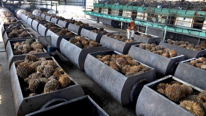 Harga Sawit Mentah Naik, Berikut Penjelasan Disbun Riau Harga Sawit Mentah Naik, Berikut Penjelasan Disbun Riau