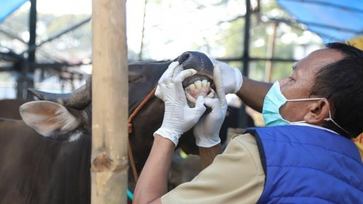 Kasus PMK Ternak Paling Banyak Ditemukan di Rokan Hulu