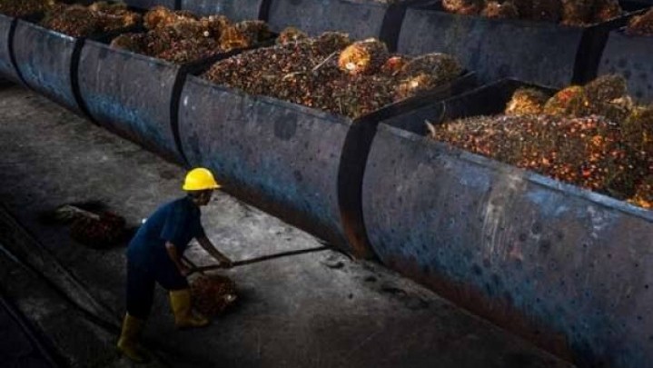 Disbun Riau Beri Perjelasan Terkait Naiknya Harga Sawit Mentah