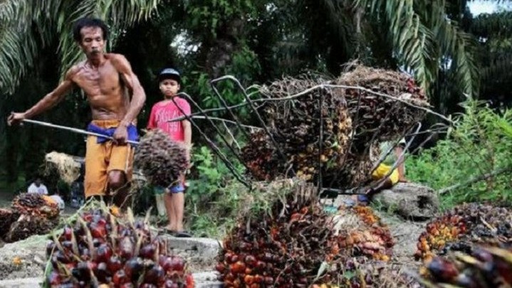 Kabar Baik, Harga Sawit di Riau Sepekan ke Depan Naik Kabar Baik, Harga Sawit di Riau Sepekan ke Depan Naik