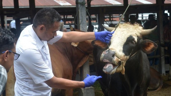 Pemprov Riau Gelontorkan Anggaran Rp3,6 Miliar untuk Penanganan PMK Pemprov Riau Gelontorkan Anggaran Rp3,6 Miliar untuk Penanganan PMK