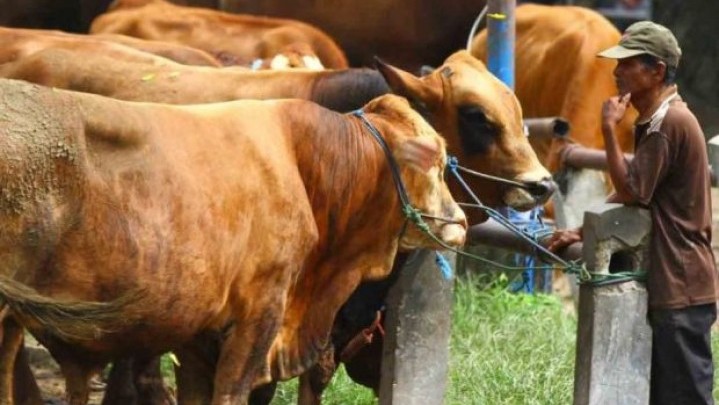 Penanganan PMK, Daerah Kasus Rendah Diminta Lakukan Pemotongan Hewan Bersyarat Penanganan PMK, Daerah Kasus Rendah Diminta Lakukan Pemotongan Hewan Bersyarat