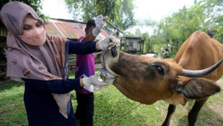 Cegah PMK, Sebagian Besar Ternak di Pekanbaru Sudah Divaksin Cegah PMK, Sebagian Besar Ternak di Pekanbaru Sudah Divaksin