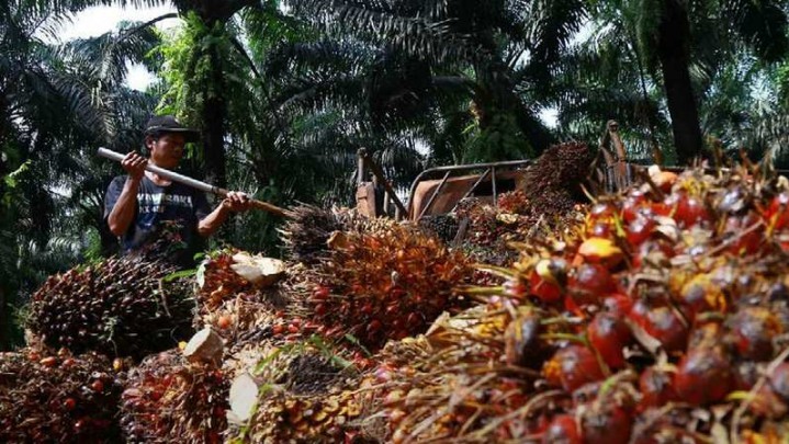 Kabar Baik, Harga Sawit di Riau Naik Sepekan ke Depan Kabar Baik, Harga Sawit di Riau Naik Sepekan ke Depan