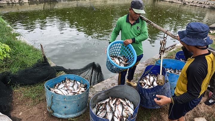 Badan PBB Lirik Kampar dengan Potensi Perikanan Darat yang Besar