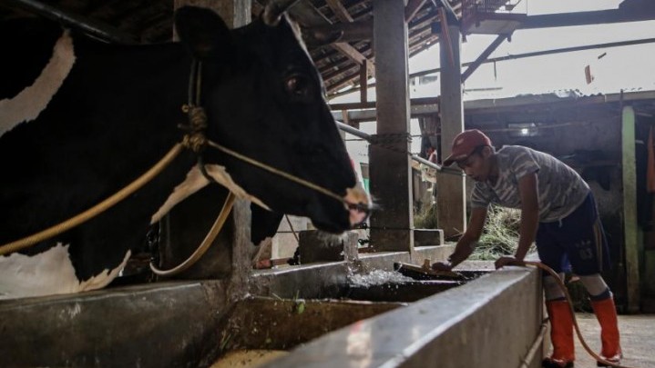 Rokan Hulu Tercatat Paling Banyak Ditemukan Kasus PMK Ternak di Riau Rokan Hulu Tercatat Paling Banyak Ditemukan Kasus PMK Ternak di Riau