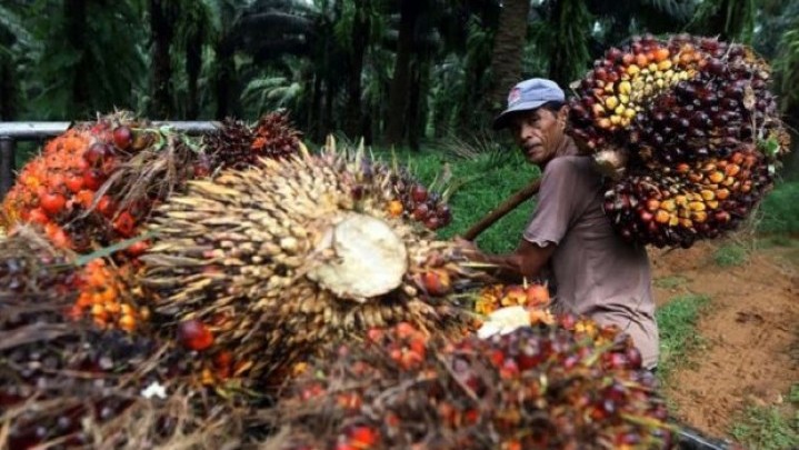 Akhir Agustus, Harga Sawit Ditargetkan di Atas Rp 2.400 per Kilogram