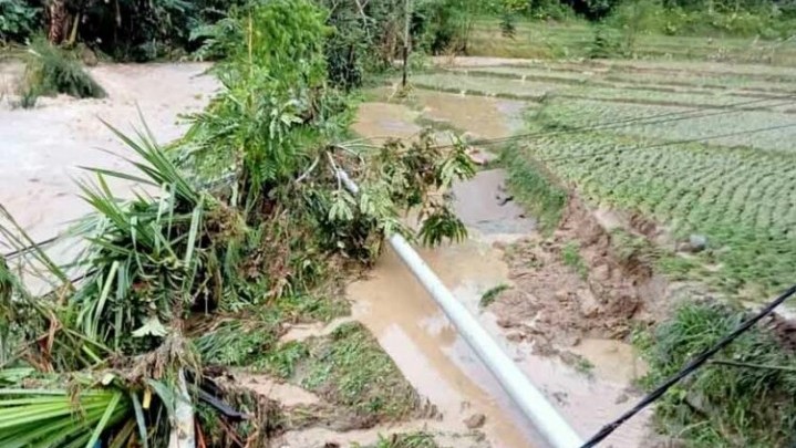 Diterjang Banding Bandang, Puluhan Hektar Sawah di Solok Terancam Gagal Panen Diterjang Banding Bandang, Puluhan Hektar Sawah di Solok Terancam Gagal Panen