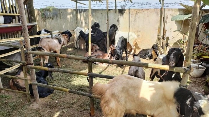 Pemko Tanjungpinang Investigasi Kematian Ternak Diduga Karena PMK Pemko Tanjungpinang Investigasi Kematian Ternak Diduga Karena PMK