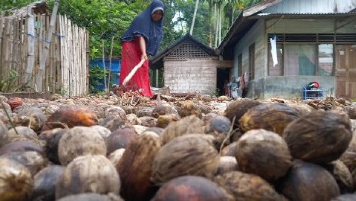 Harga Pinang Kering Pekan Ini di Riau Naik