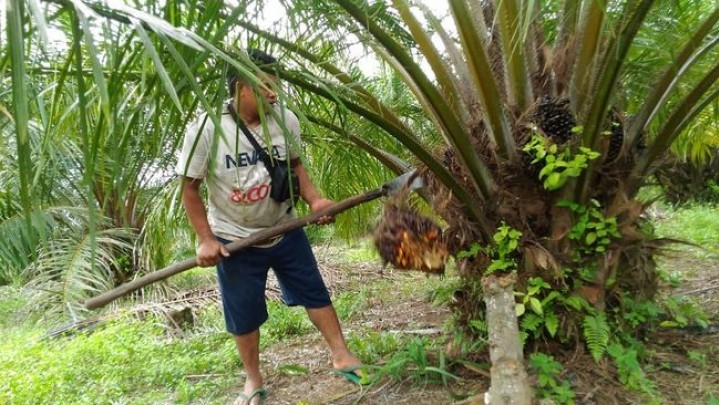 Kabar Baik, Harga Kelapa Sawit Sepekan ke Depan Naik Kabar Baik, Harga Kelapa Sawit Sepekan ke Depan Naik