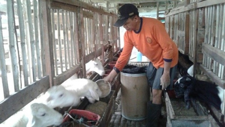 Kematian 9 Kambing di Tanjungpinang Dipastikan DKP2KH Kepri Bukan Karena PMK Kematian 9 Kambing di Tanjungpinang Dipastikan DKP2KH Kepri Bukan Karena PMK