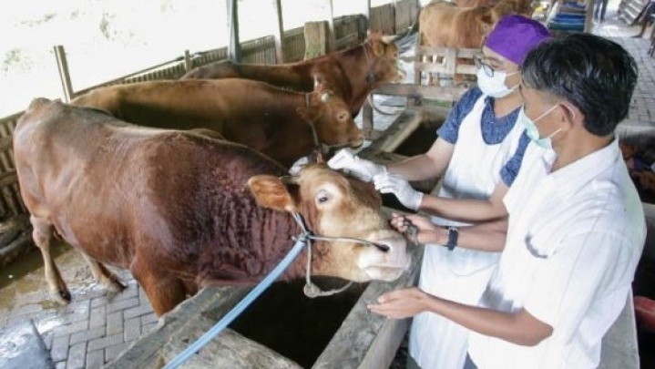 PMK Ternak Telah Menyebar di 9 Kabupaten Kota di Riau PMK Ternak Telah Menyebar di 9 Kabupaten Kota di Riau