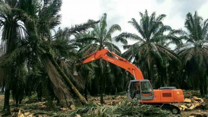 Petani Riau Harus Lakukan Ini Jika Ingin Dapat Program Peremajaan Sawit Petani Riau Harus Lakukan Ini Jika Ingin Dapat Program Peremajaan Sawit