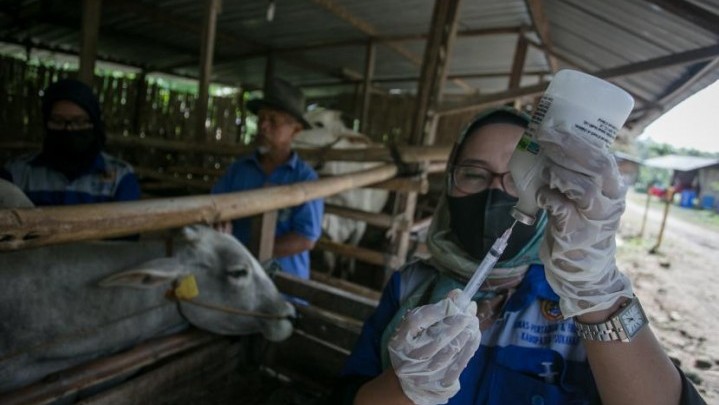 Pemkab Siak Sudah Vaksin 4.782 Ekor Hewan Ternak Pemkab Siak Sudah Vaksin 4.782 Ekor Hewan Ternak