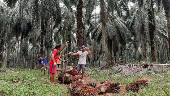Sebulan Terakhir NTP Riau Naik Sebulan Terakhir NTP Riau Naik
