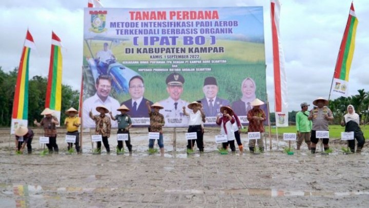 Padi IPAT Berbasis Organik Mulai Ditanam di Kampar Padi IPAT Berbasis Organik Mulai Ditanam di Kampar