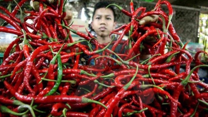 Dari Rp70 Ribu, Harga Cabai di Agam Naik jadi Rp100 Ribu Dari Rp70 Ribu, Harga Cabai di Agam Naik jadi Rp100 Ribu