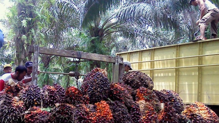 Sepekan ke Depan Harga Kelapa Sawit Turun Tipis