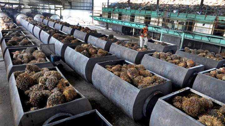 Harga Sawit Mentah Anjlok, Disbun Beri Penjelasan Harga Sawit Mentah Anjlok, Disbun Beri Penjelasan