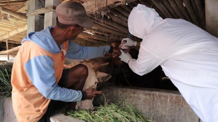 Satgas PMK Riau Baru akan Turun ke Kabupaten Kota untuk Pencegahan dan Penanggulangan Kasus Satgas PMK Riau Baru akan Turun ke Kabupaten Kota untuk Pencegahan dan Penanggulangan Kasus