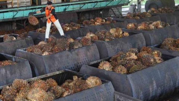 Berikut Penjelasan Naiknya Harga Sawit Mentah