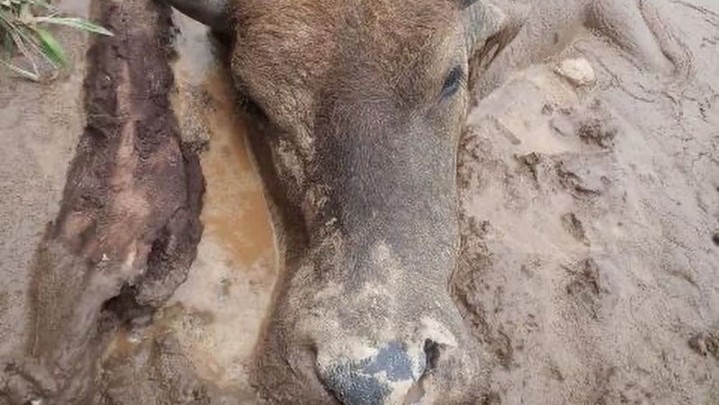 Riau Kehabisan Stok Vaksin untuk Hewan Penyakit Ngorok