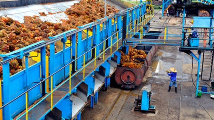 Berikut Penjelasan Disbun Riau Naiknya Harga Minyak Sawit Mentah Berikut Penjelasan Disbun Riau Naiknya Harga Minyak Sawit Mentah