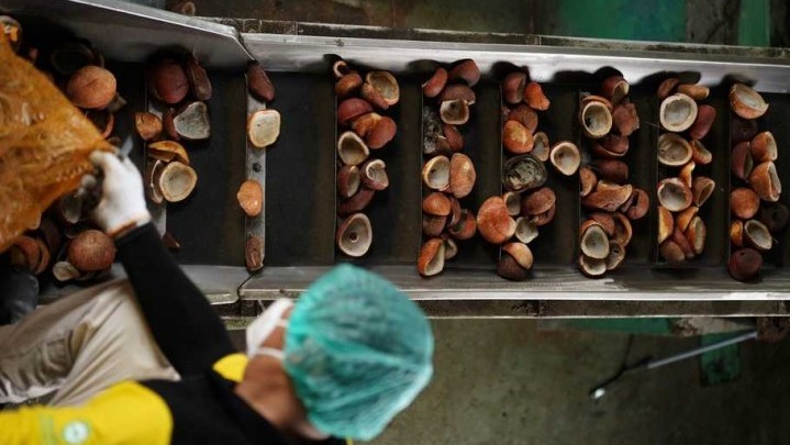 Harga Kopra Turun, Jokowi: Sulit Diintervensi Harga Kopra Turun, Jokowi: Sulit Diintervensi