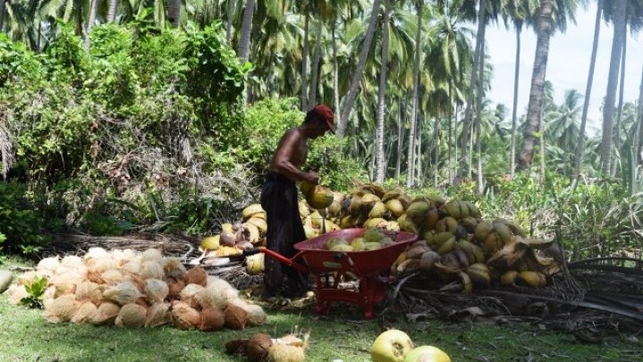 Kadis Perkebunan Riau Prediksi Harga Kelapa di Inhil Turun Tidak Akan Lama Kadis Perkebunan Riau Prediksi Harga Kelapa di Inhil Turun Tidak Akan Lama