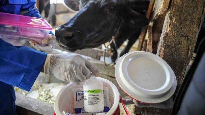 Capaian Vaksinasi Ternak di Riau Baru 68,2 Persen Capaian Vaksinasi Ternak di Riau Baru 68,2 Persen