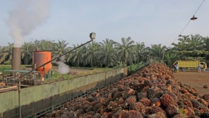 Berikut Prediksi Disbun Riau Harga Sawit ke Depan