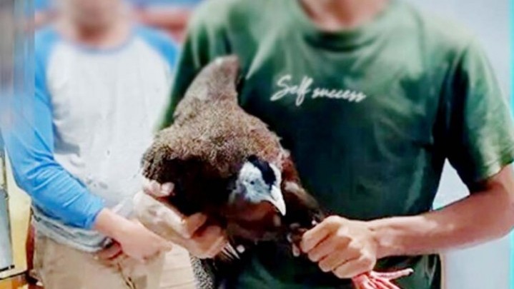 Berani Jual Satwa Maskot Sumbar, 4 Warga Pasaman Digelandang Polisi Berani Jual Satwa Maskot Sumbar, 4 Warga Pasaman Digelandang Polisi