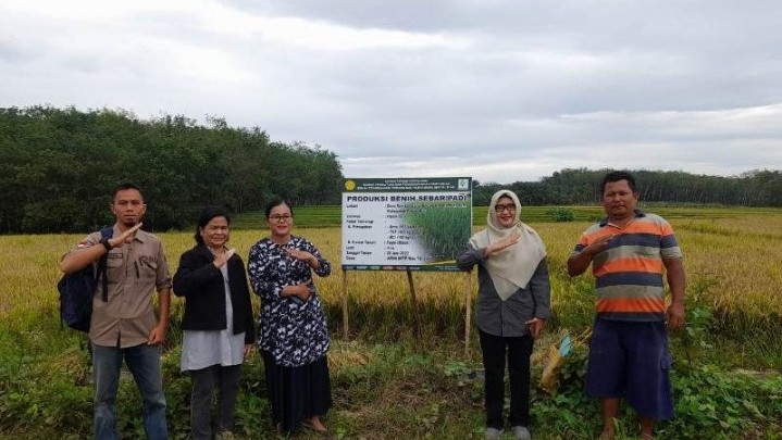 Di Rohul, BPTP Riau Produksi Benih Padi Bermutu