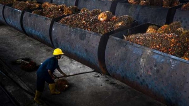 Disbun Riau Beri Penjelasan Naiknya Harga Minyak Sawit Mentah Disbun Riau Beri Penjelasan Naiknya Harga Minyak Sawit Mentah