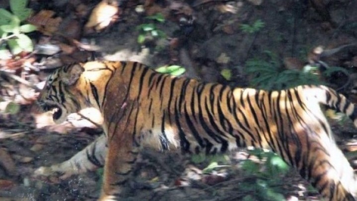 Ternak Warga Lereng Gunung Singgalang Sumbar Dimangsa Harimau Ternak Warga Lereng Gunung Singgalang Sumbar Dimangsa Harimau