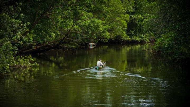Pelestarian Mengrove di Bintan akan Mengacu pada Perbup Pelestarian Mengrove di Bintan akan Mengacu pada Perbup