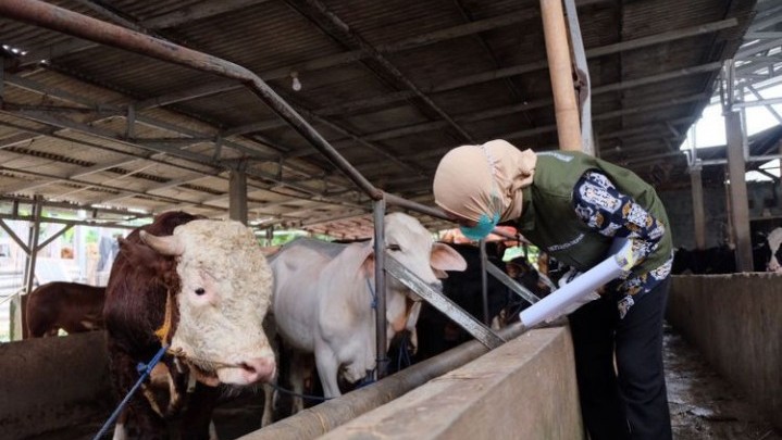 Satgas Evaluasi Penanganan Penyakit Mulut dan Kuku Ternak di Riau