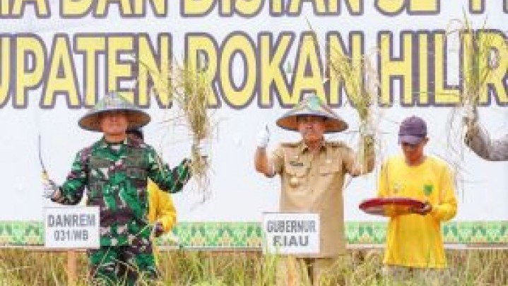 Di Rohil, Program Ketahanan Pangan Korem Mulai Panen Raya