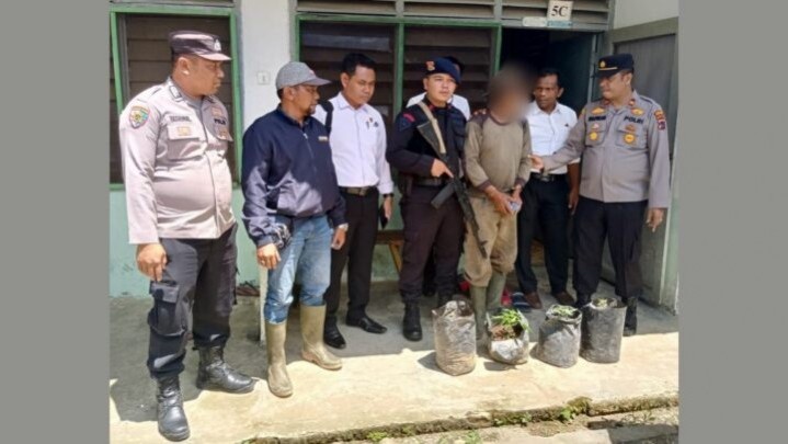 Polisi Ciduk Buruh Tanam Ganja dalam Polybag Polisi Ciduk Buruh Tanam Ganja dalam Polybag