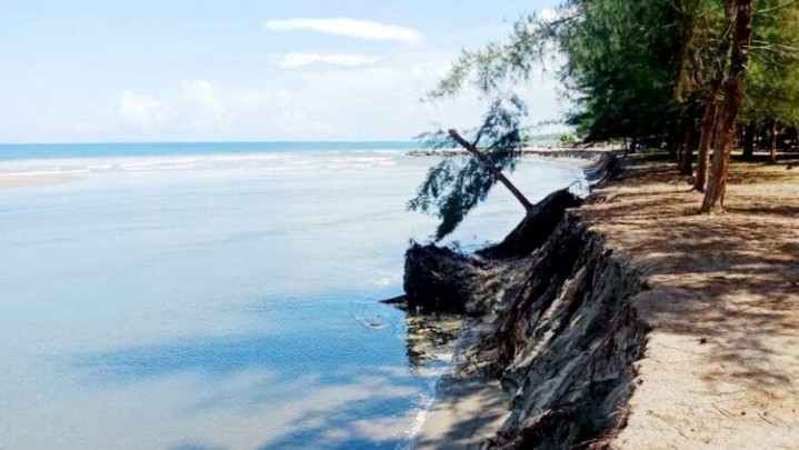 Abrasi Pantai Ancam Ribuan KK di Sasak Pasaman Barat Abrasi Pantai Ancam Ribuan KK di Sasak Pasaman Barat