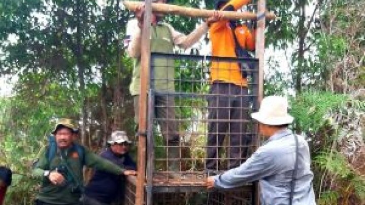BBKSDA Siapkan Kambing Mitigasi Munculnya Harimau di Siak BBKSDA Siapkan Kambing Mitigasi Munculnya Harimau di Siak