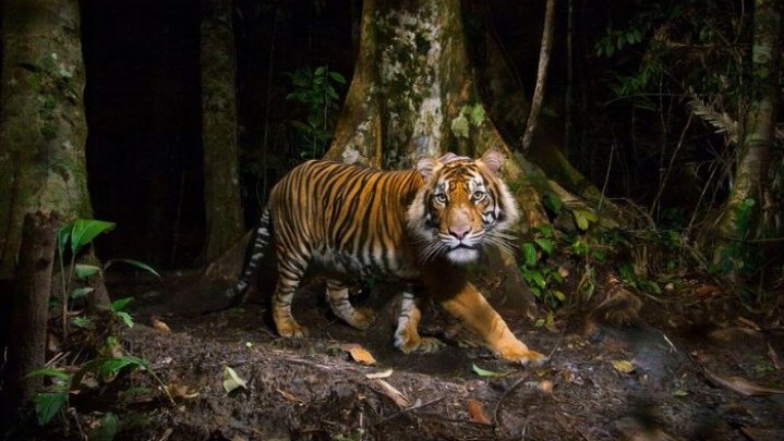 Ini Pengakuan Pekerja di Kawasan Konsesi Pelalawan Duel dengan Harimau Sumatera Ini Pengakuan Pekerja di Kawasan Konsesi Pelalawan Duel dengan Harimau Sumatera