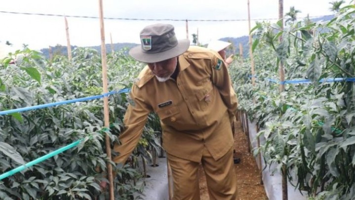 Gubernur Mahyeldi Tinjau Langsung Ketahanan Pangan di Pasbar