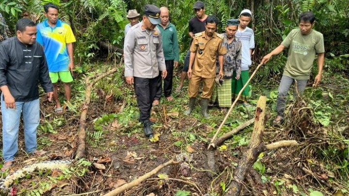 Seperti Ini Kronologi Wanita Dimakan Ular Piton di Jambi Seperti Ini Kronologi Wanita Dimakan Ular Piton di Jambi