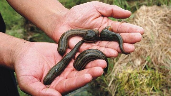 Harga Lintah di Pasar Ekspor Capai Rp 9.900 per Ekor Harga Lintah di Pasar Ekspor Capai Rp 9.900 per Ekor