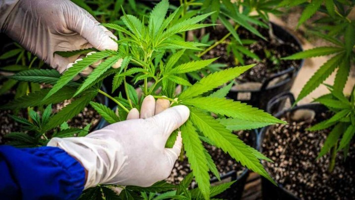 Jerman Akan Legalkan Ganja Jerman Akan Legalkan Ganja