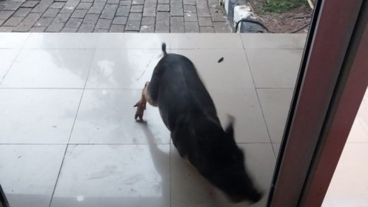 Babi Corak Hitam Putih Masuk Kantor DLH DKI Jakarta