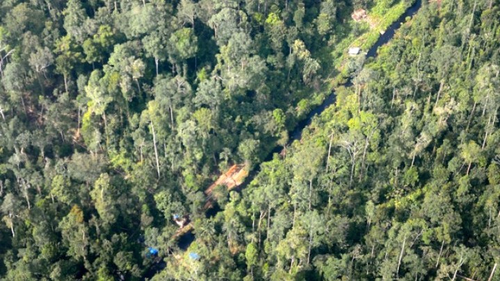 Suaka Margasatwa Kerumutan Pelalawan Terus Dirambah Suaka Margasatwa Kerumutan Pelalawan Terus Dirambah